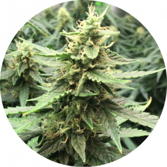 Tutankhamon Auto Fem.