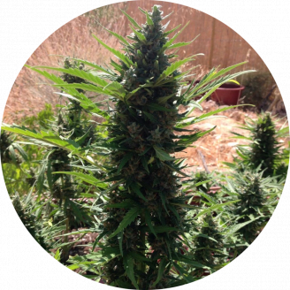 Gorilla Glue Auto Fem.