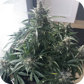 King Kush Auto Fem.