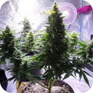 Dr. Feelgood CBD Auto Fem.