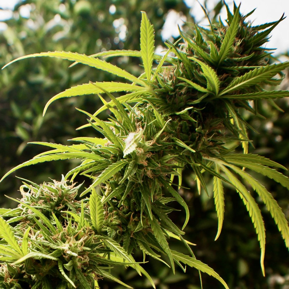 Afghan Kush Auto Fem.