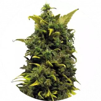 Купить семена конопли Blue Gorilla Reg.