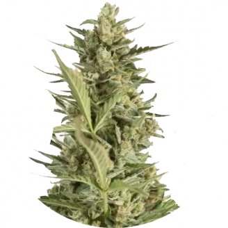 Купить семена конопли Critical Jack Auto Reg.