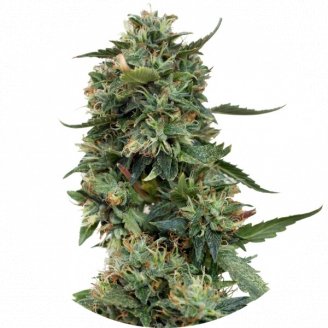Купить семена конопли LSD Fem. Купить семена конопли LSD Fem.