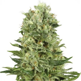 Купить семена конопли Blue Candy Auto Fem.