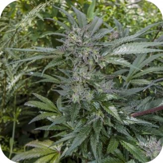 Power Flower Auto Fem.