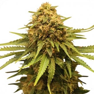 Купить семена конопли Critical + Auto Fem.