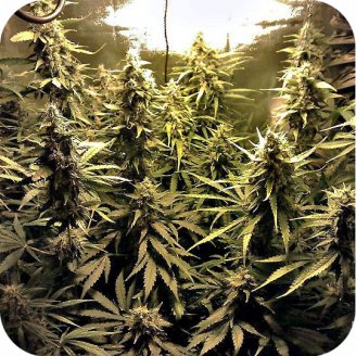 Power Plant Auto Fem.