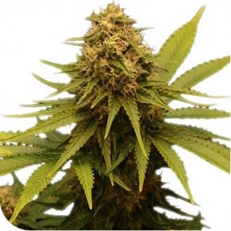 Купить семена конопли Critical Express Auto Fem.