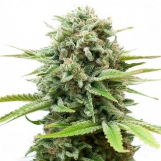 Купить семена конопли Berry White Auto Fem.