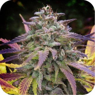 Berry White Auto Fem.