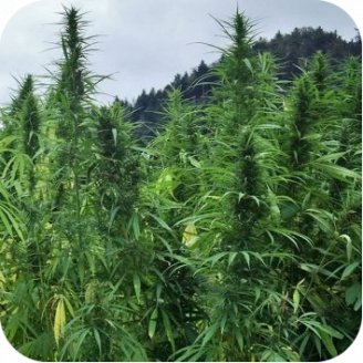 Jamaica Speed Auto Fem.