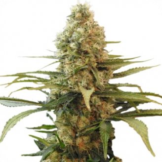 Купить семена конопли Chronic Auto Fem.