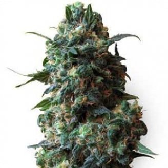 Купить семена конопли Gagarin Auto Fem. Купить семена конопли Gagarin Auto Fem.