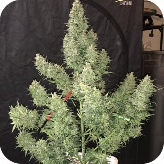 Tangie'matic Auto Fem.