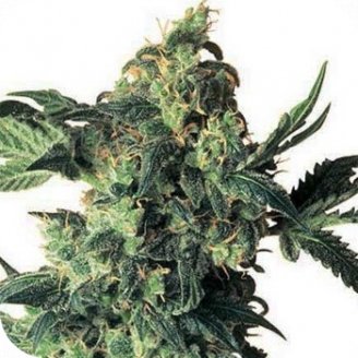 Купить семена конопли Northern Lights Fem.