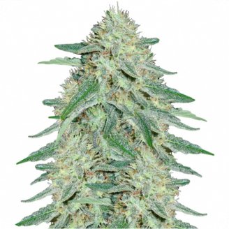 Купить семена конопли Black Domina Fem.