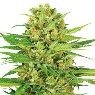 Купить семена конопли Bubble Gum Fem.