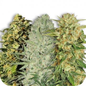 Купить семена конопли Sativa Mix #3 Auto Fem.