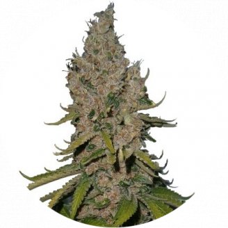 Купить семена конопли Y Griega Fem.