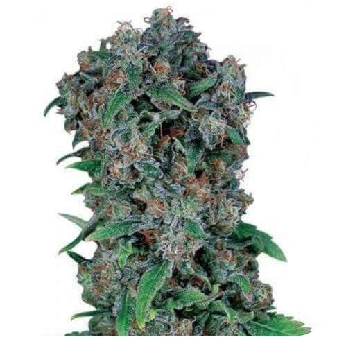 Купить семена конопли Gagarin Fem. Купить семена конопли Gagarin Fem.