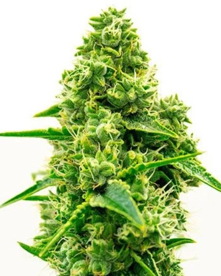 Купить семена конопли Kali Mist Auto Fem. Купить семена конопли Kali Mist Auto Fem.