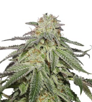 Купить семена конопли Orange Sherbet Auto Fem.