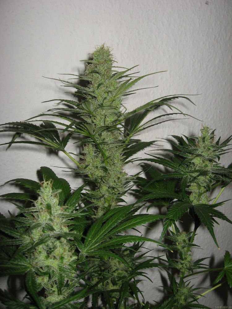 Johnny Cage Auto Fem.