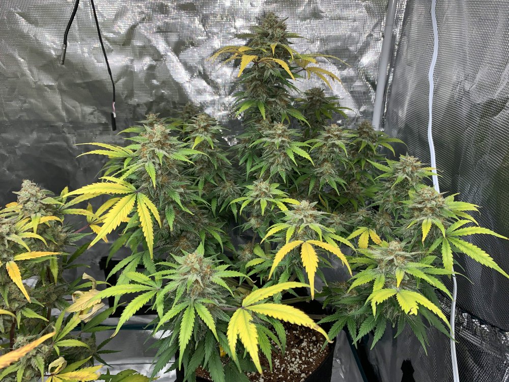 Killer Kush Auto Fem.