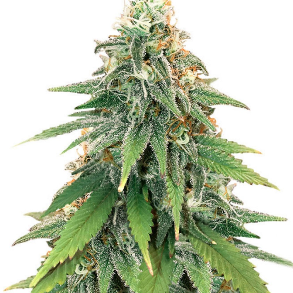 Купить семена конопли Godzilla Glue Fem.