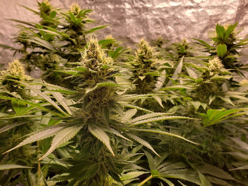 Grandmommy Purple Fem.