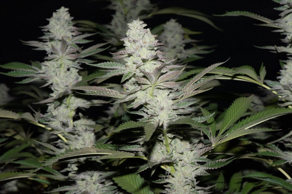 Grandmommy Purple Fem.