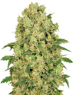 Купить семена конопли Kosher Cake Auto Fem.