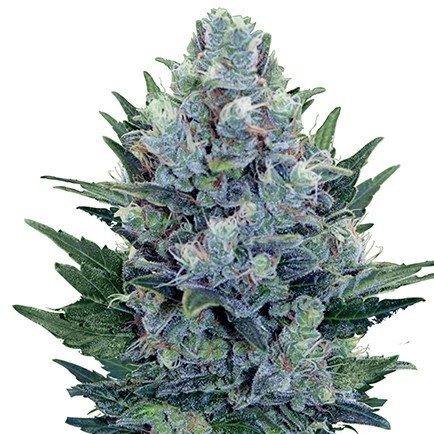 Купить семена конопли Cheese Auto Reg.