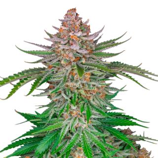 Купить семена конопли Strawberry Gorilla Auto Fem.