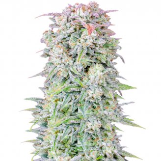 Купить семена конопли Afghan Auto Fem.