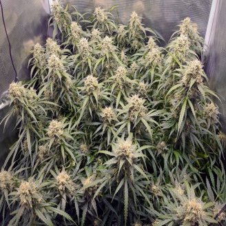 Cinderella Auto Fem.