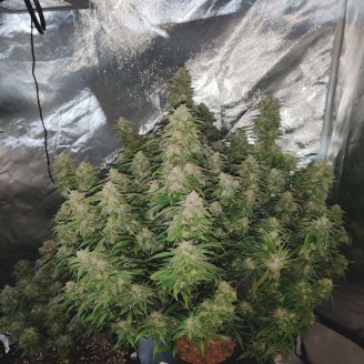 Cinderella Auto Fem.