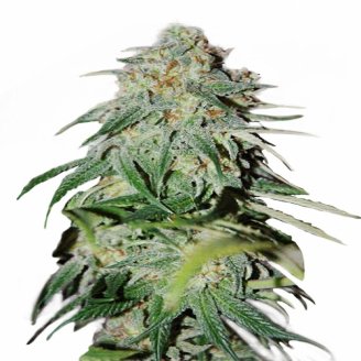 Купить семена конопли Shiskaberry Auto Fem.