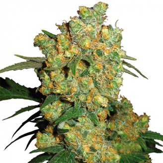 Купить семена конопли Golden Sands Fem. Купить семена конопли Golden Sands Fem.