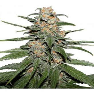 Купить семена конопли RS11 Fem. Купить семена конопли RS11 Fem.