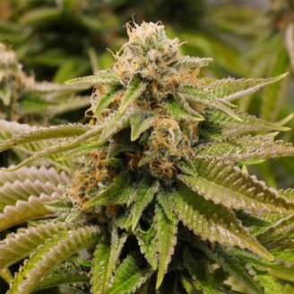 Grand Gorilla Auto Fem.