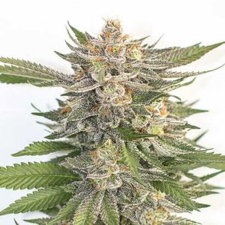 Купить семена конопли Pink Runtz Auto Fem. Купить семена конопли Pink Runtz Auto Fem.