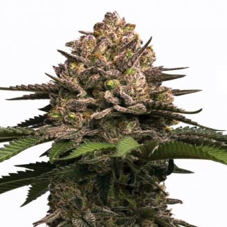 Купить семена конопли Sour Jealousy Auto Fem. Купить семена конопли Sour Jealousy Auto Fem.