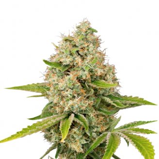 Купить семена конопли Bubble Sherbet Fem. Купить семена конопли Bubble Sherbet Fem.