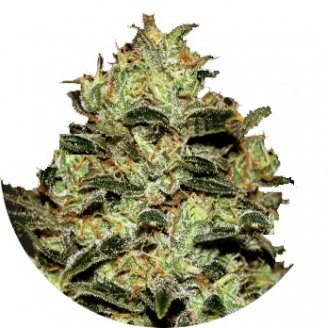 Купить семена конопли Moby Dick Fem.