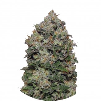 Купить семена конопли Northern Lights Fem. Купить семена конопли Northern Lights Fem.