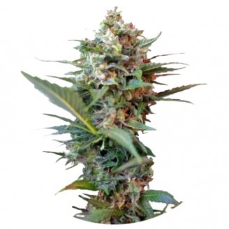 Купить семена конопли Big Devil XL Auto Fem.