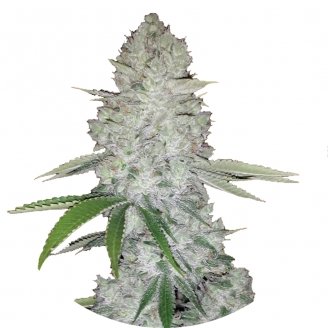 Купить семена конопли Gorilla Glue Fem.