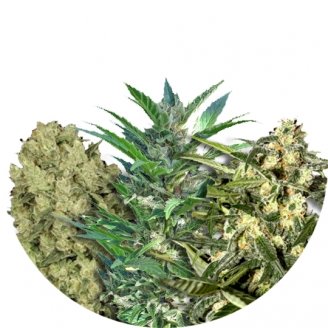 Купить семена конопли Sativa Mix #1 Auto Fem.
